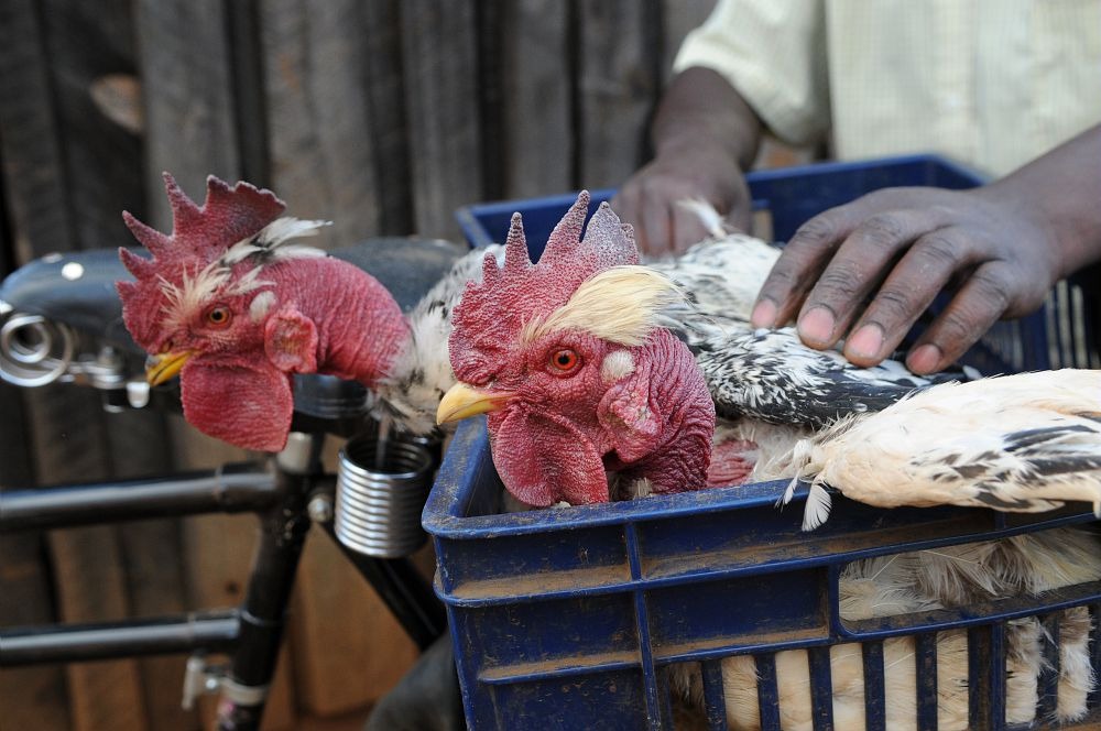 Image accompanying “Why kienyeji chickens have become long on the beak and short on muscle”